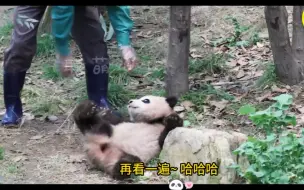 Скачать видео: 福宝和爷爷玩追人游戏，躲在树后偷看，爷爷一招轻松制敌