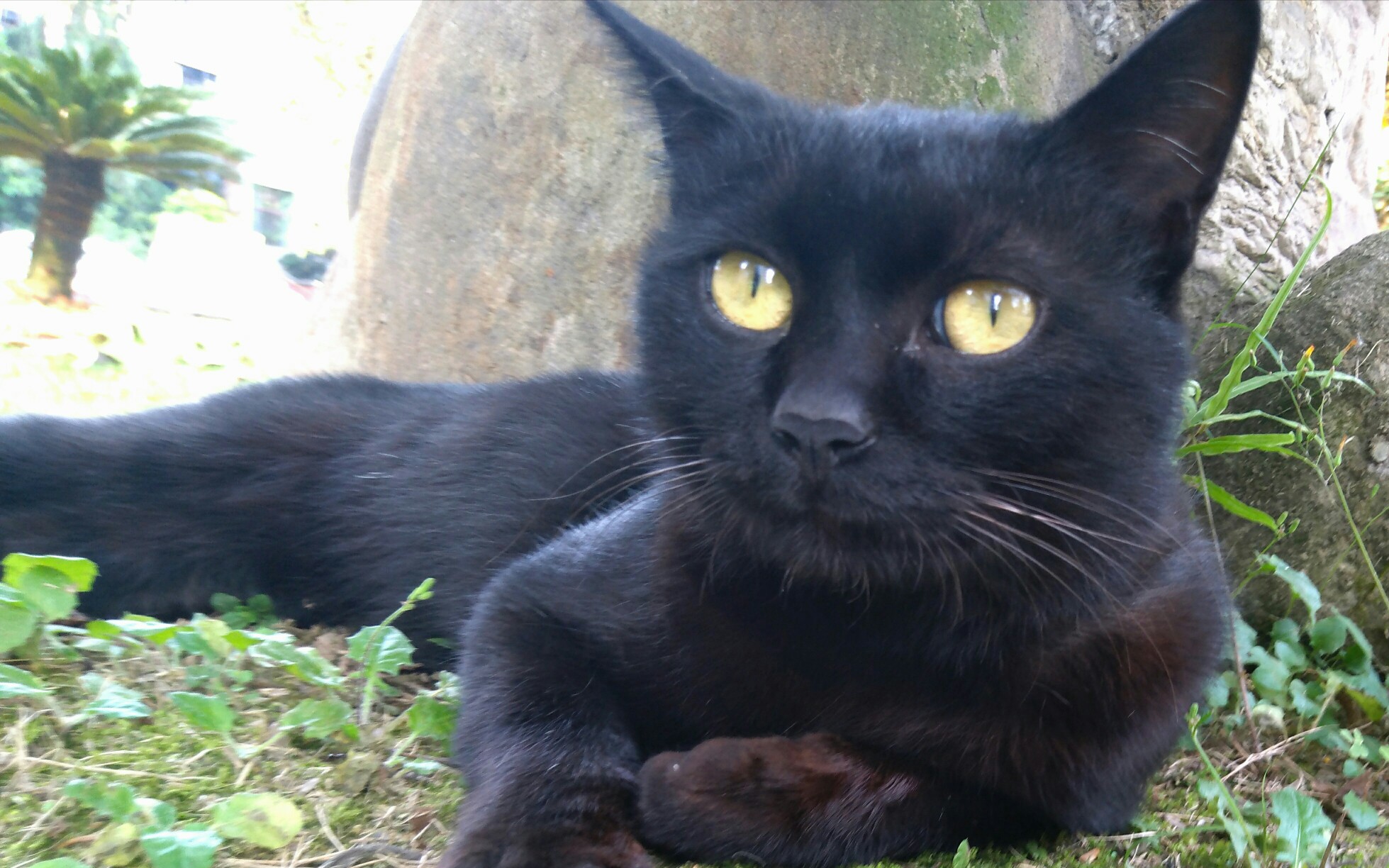 【嗲叫黑喵】点击就听学校帅气流浪黑猫大佬の嗲叫~超可爱_哔哩哔哩