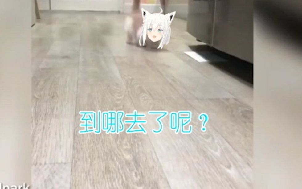 一只猫咪的自述2哔哩哔哩bilibili