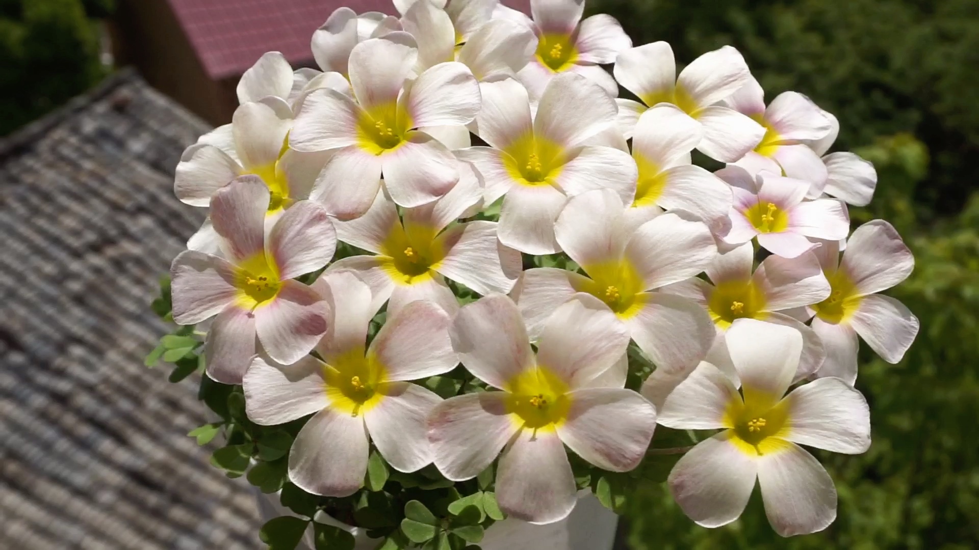 酢浆草锂辉石摄于4月18日