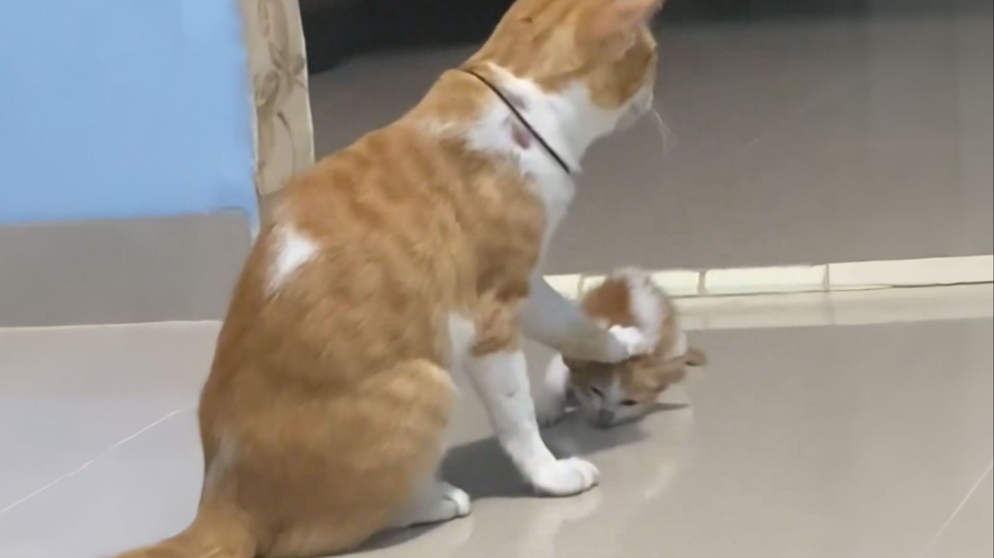 《九条命被猫妈妈玩了八条》