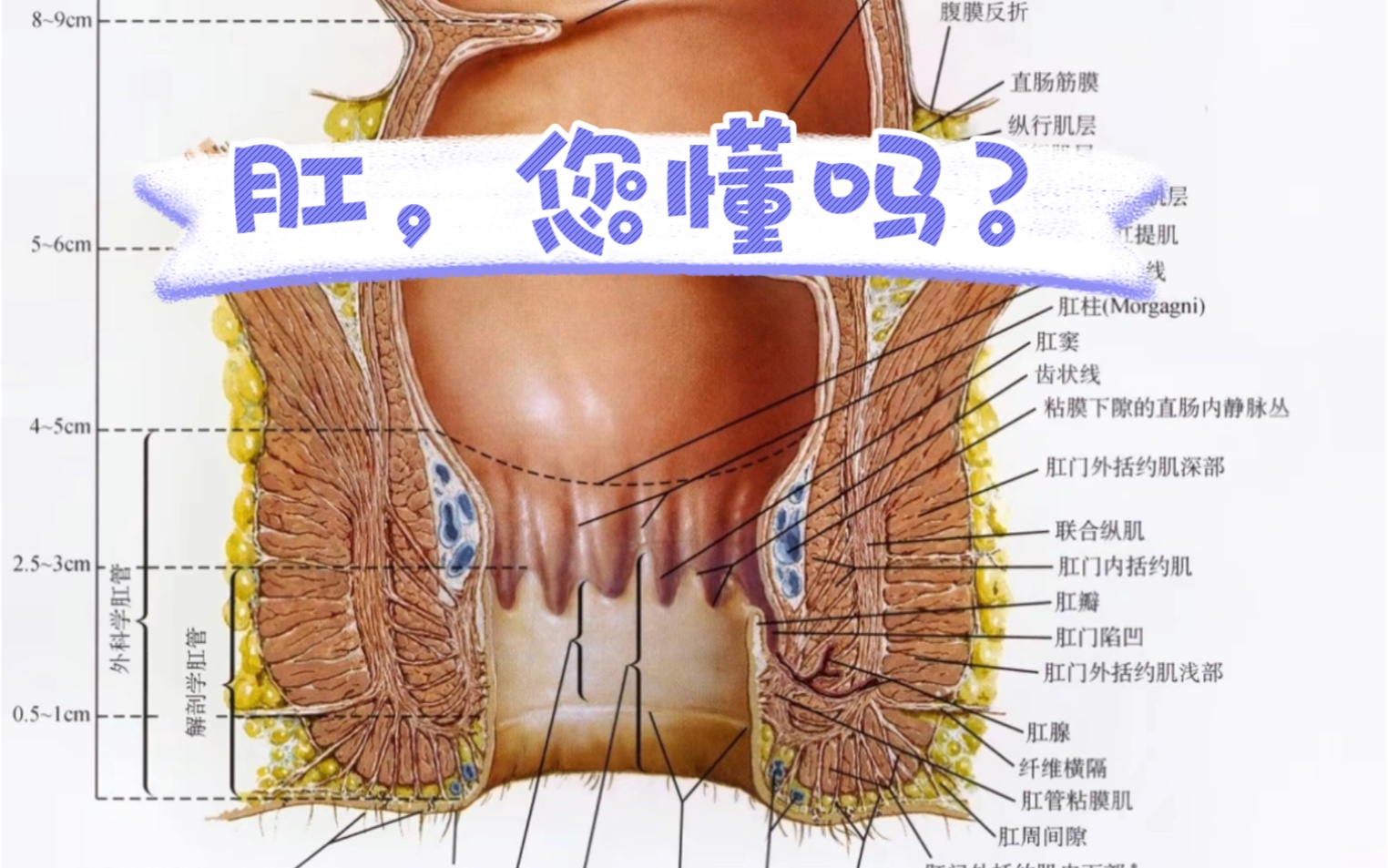 肛,每天都打交道,您懂吗?您熟否?哔哩哔哩bilibili