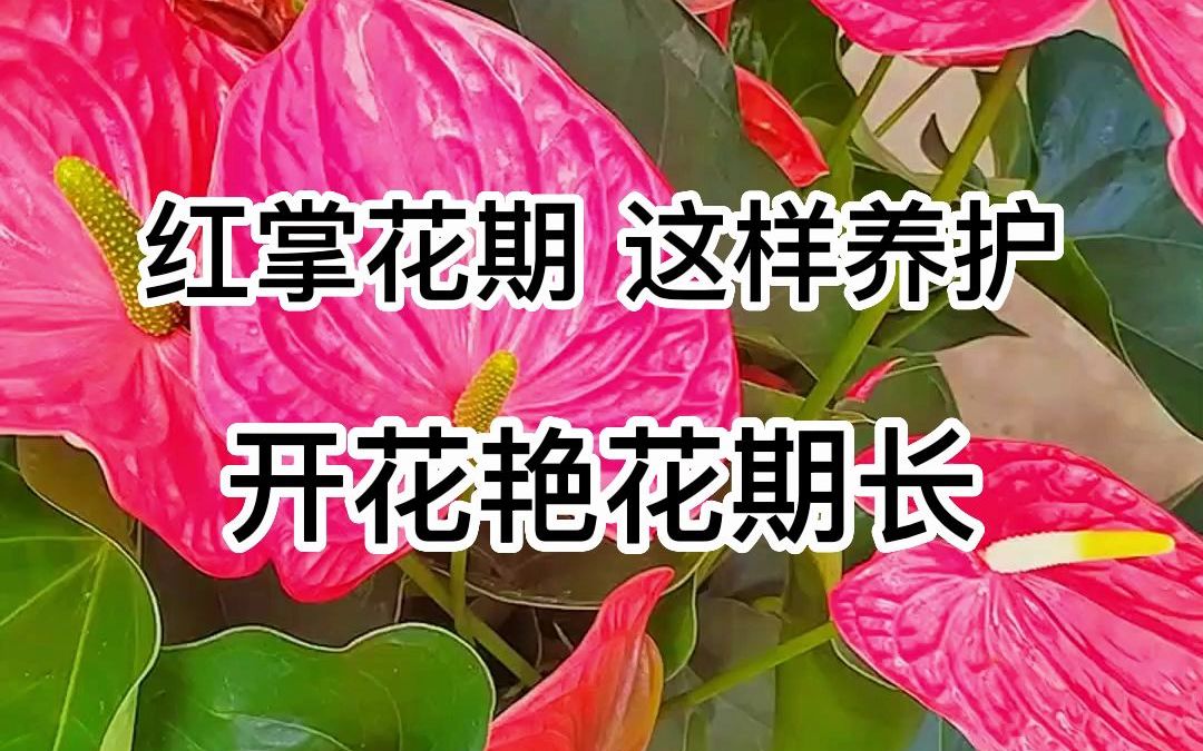 红掌花应该怎么养护呢?一定要做好这几件事哔哩哔哩bilibili