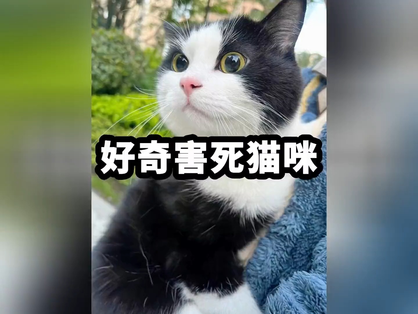 好奇心害死猫表情包图片