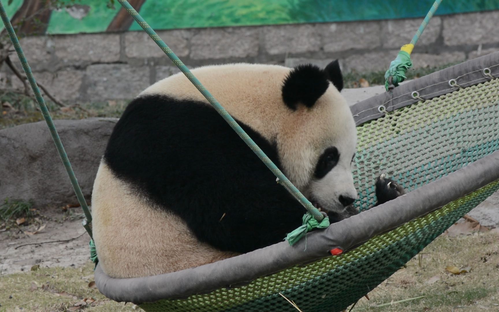 上海野生动物园大熊猫图片