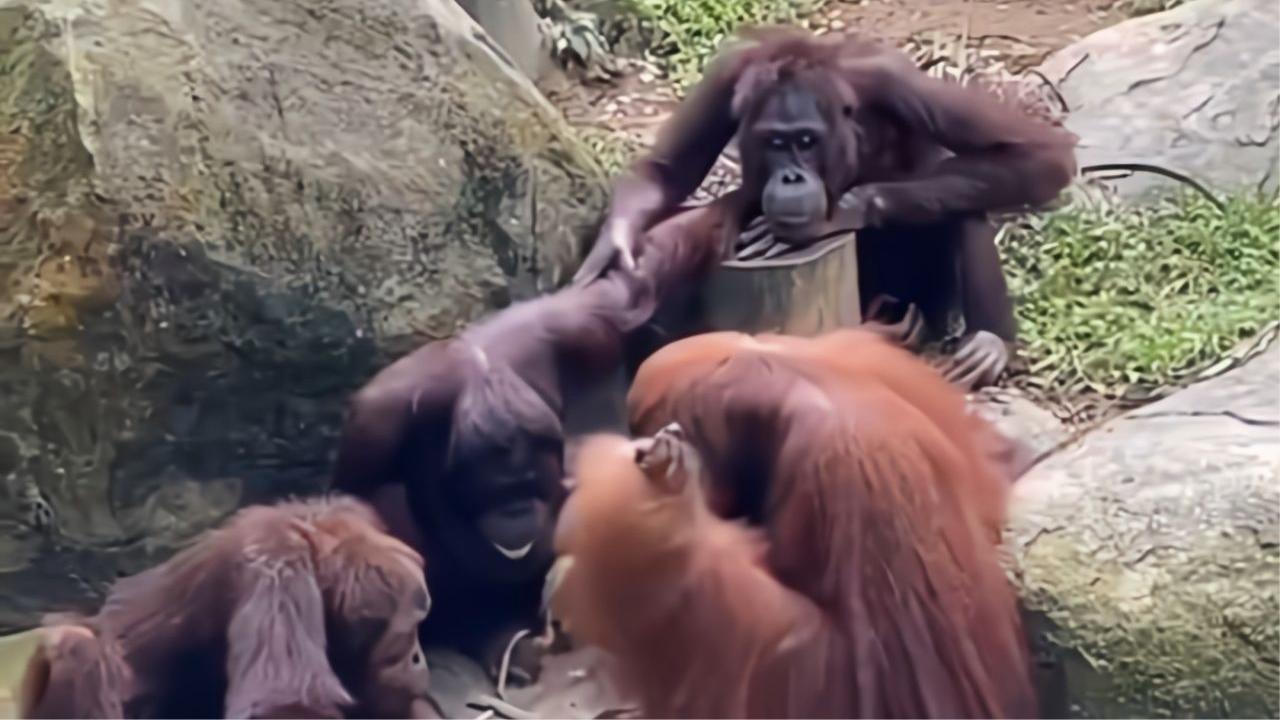 红毛猩猩(Orangutan)的智力和表情哔哩哔哩bilibili