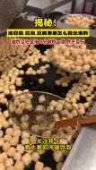 Tải video: 油豆泡生产线油炸空心豆泡8分钟炸一锅，时产百斤。