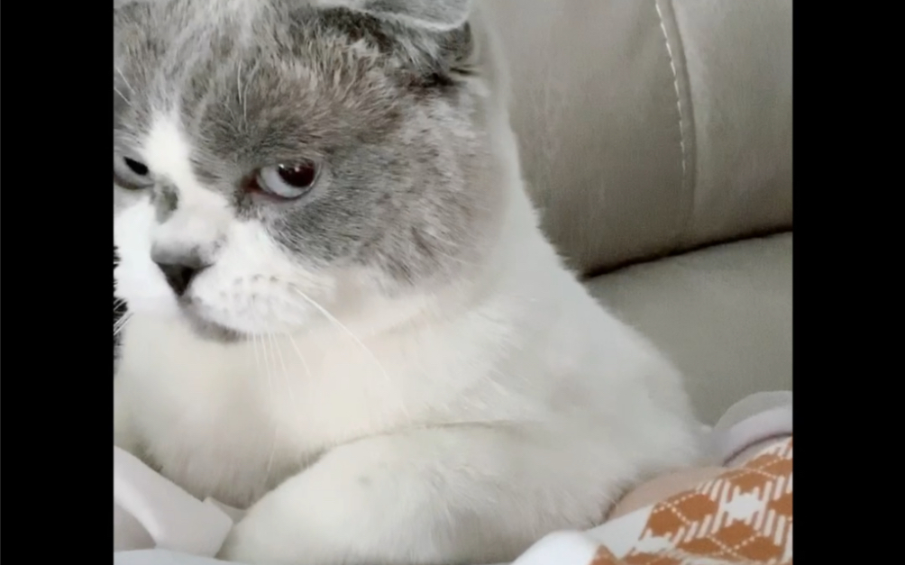 白眼猫的日常白眼鄙视