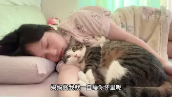 Video herunterladen: 小猫哐当砸脸上才是真的痛！！