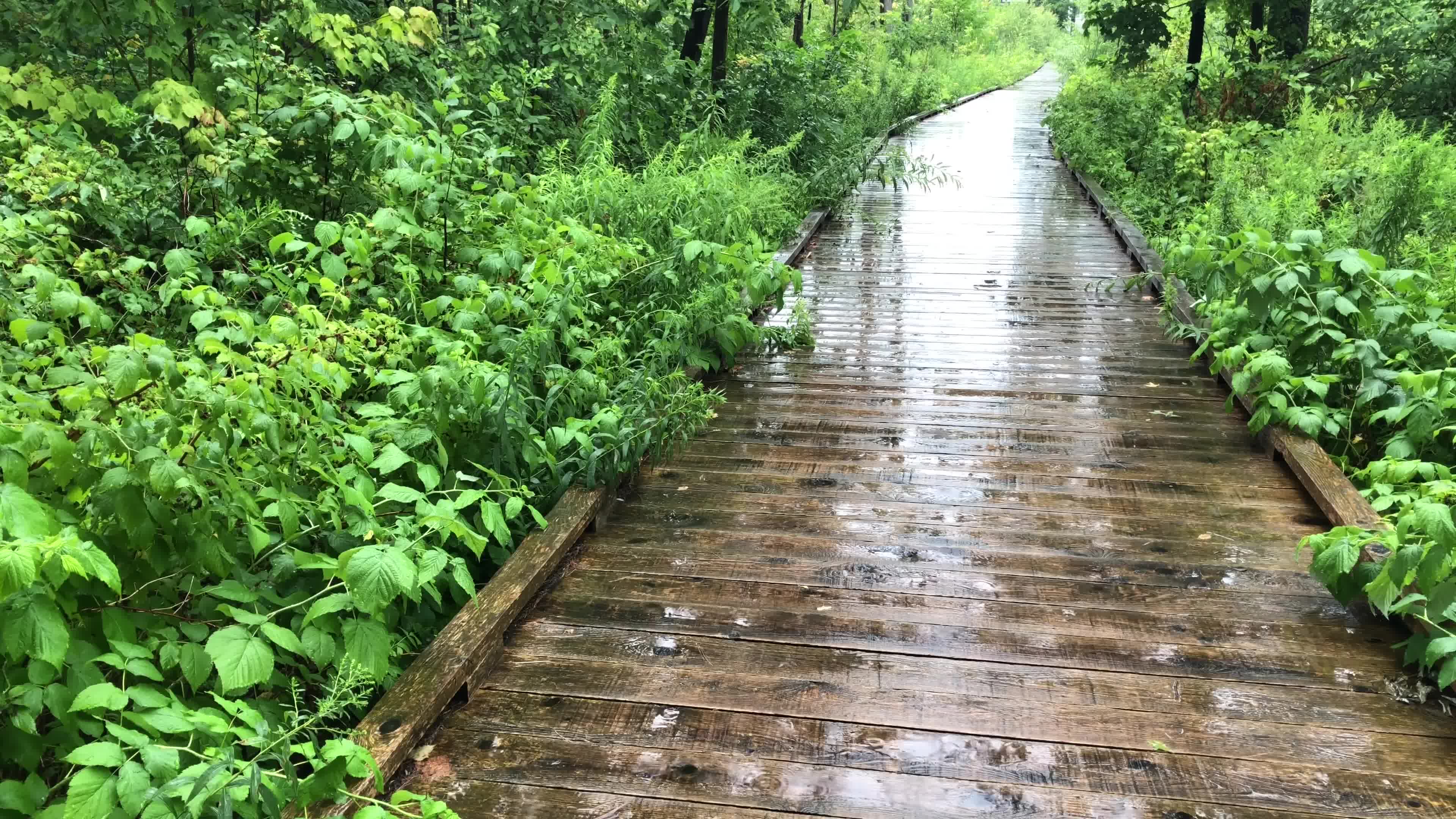 树林步道上的雨