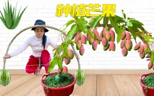 Tải video: 最新的芒果种植方式，学到就是赚到了，赶快学学吧