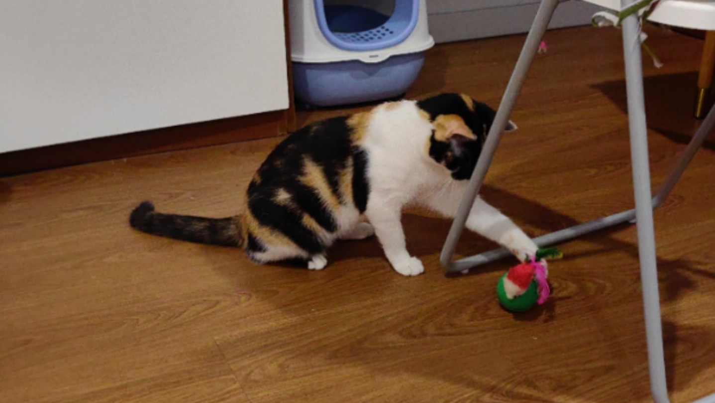 不倒翁没倒你先倒下了