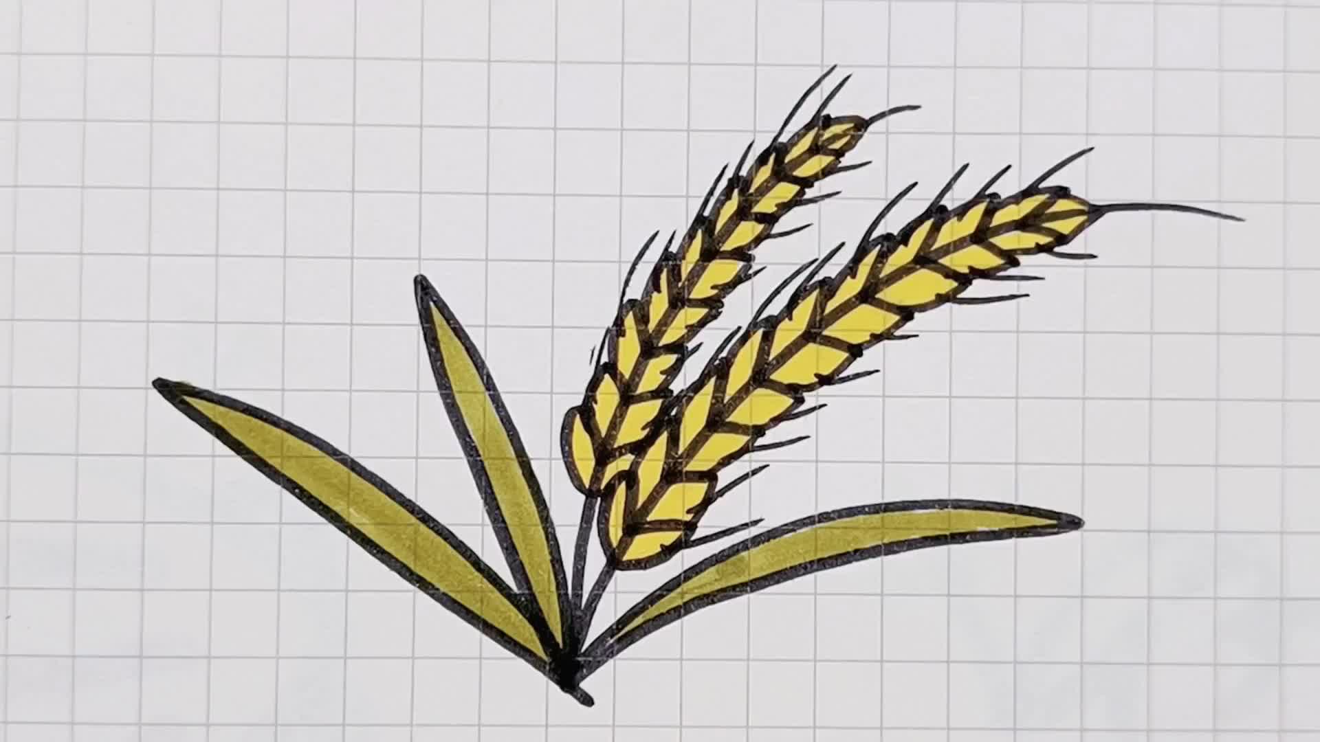 简笔画 成熟的小麦真好看