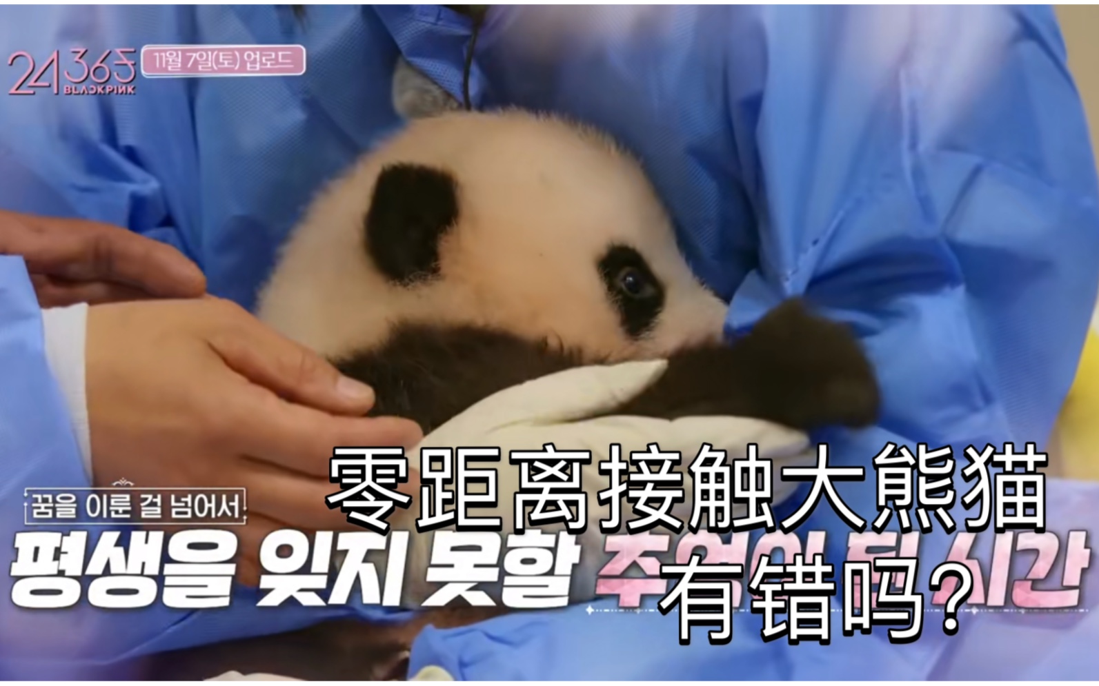 为何指责blackpink接触大熊猫幼崽