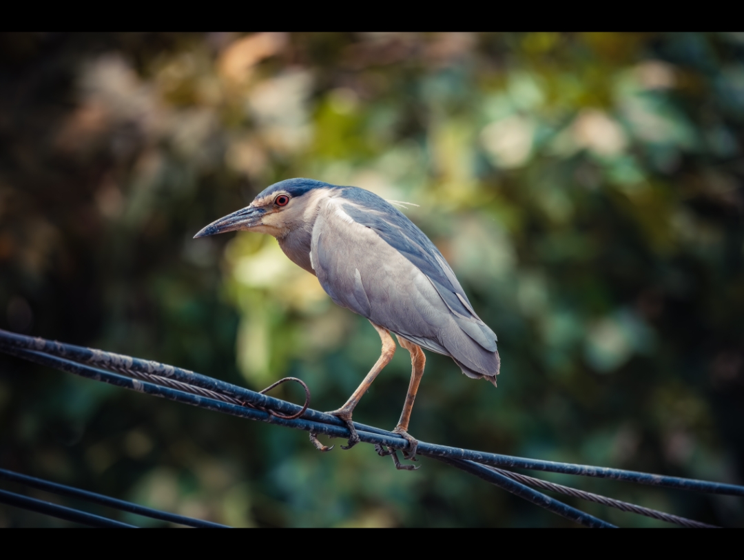 尼康z62转接适马150600c打鸟出片