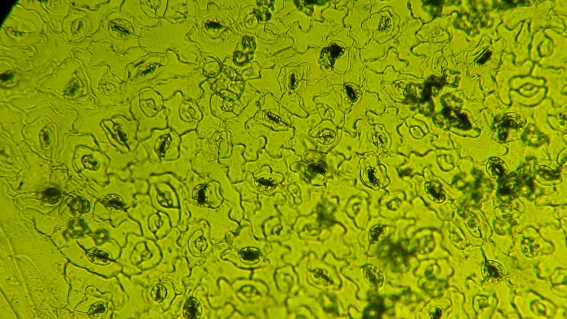 叶表皮细胞结构图气孔图片