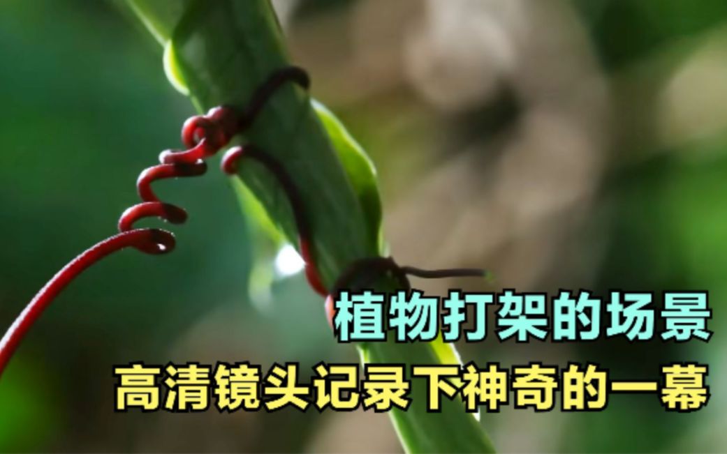 [图]高清镜头拍下植物打架的场景，忍不住感叹：大自然真奇妙，纪录片