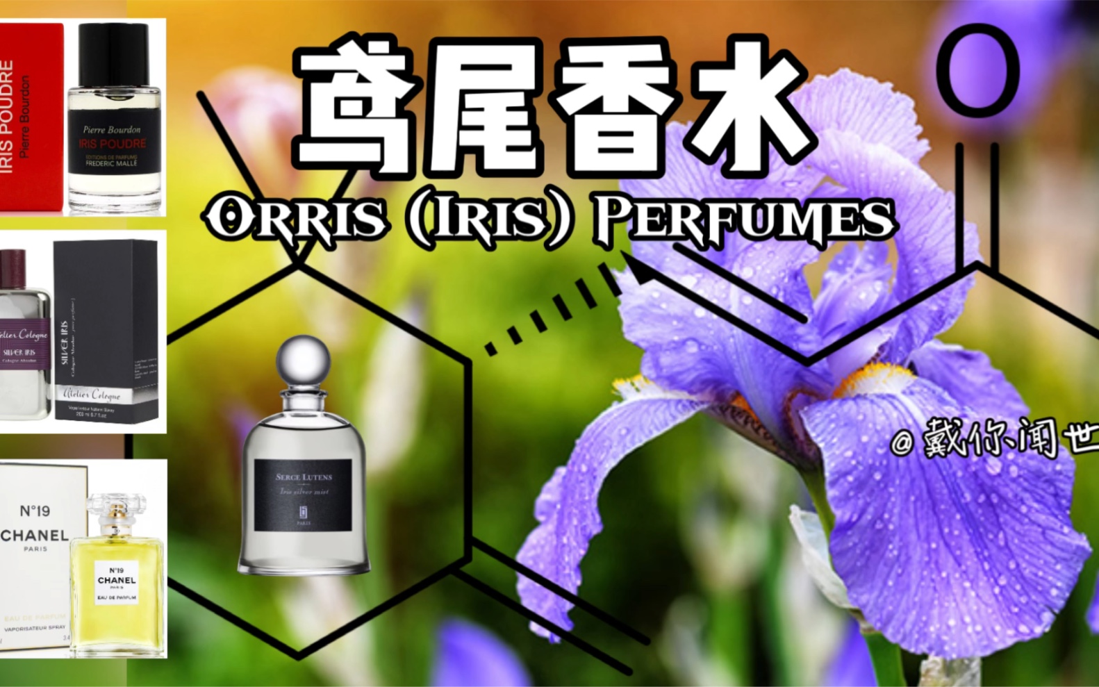 鸢尾香水 Orris (Iris) Perfumes哔哩哔哩bilibili