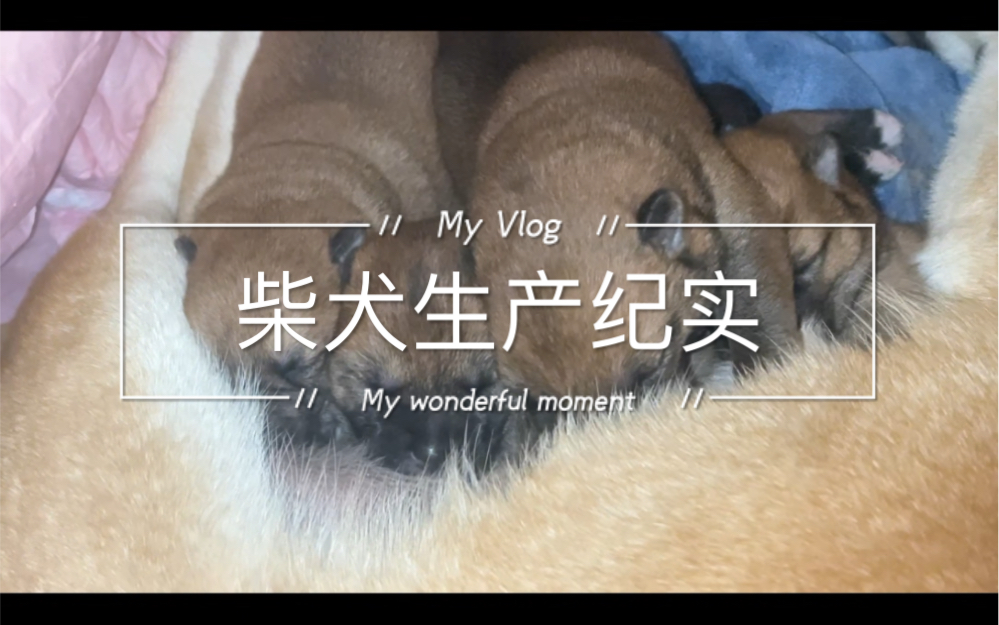 多鱼生产vlog哔哩哔哩bilibili