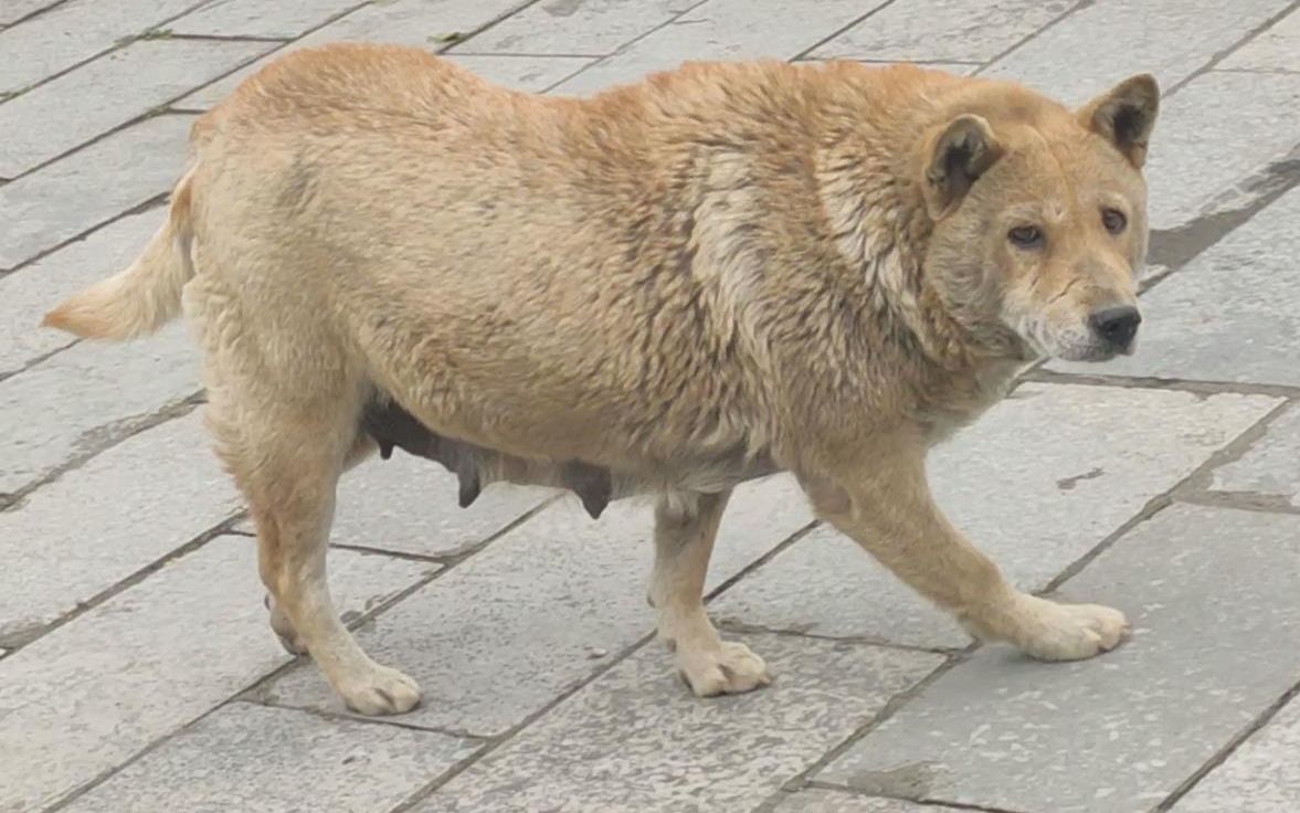 胖得像头熊的中华田园犬,这是一只真正的狗精,2年