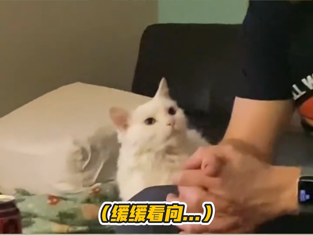 猫:老公你说句话呀~!哔哩哔哩bilibili