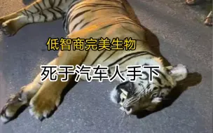 Download Video: 今晨，完美生物再度横穿马路被汽车撞死