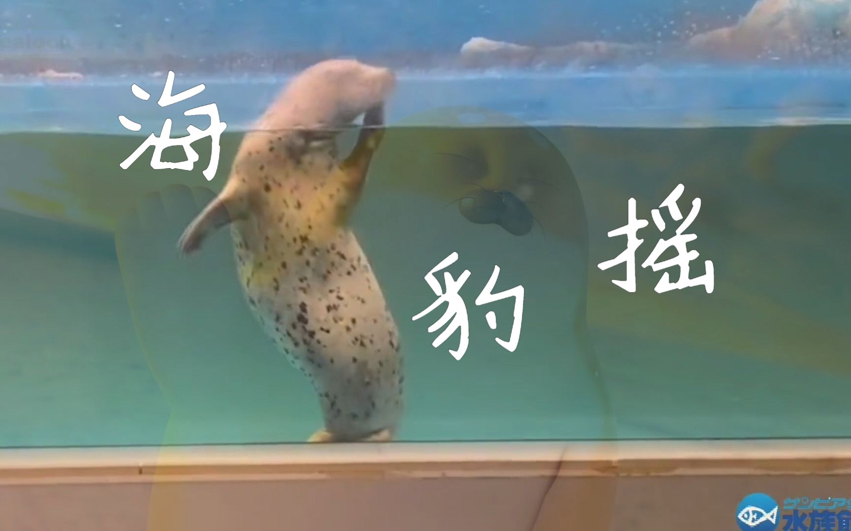 [图]【海豹】Sealook摇，但是真豹！