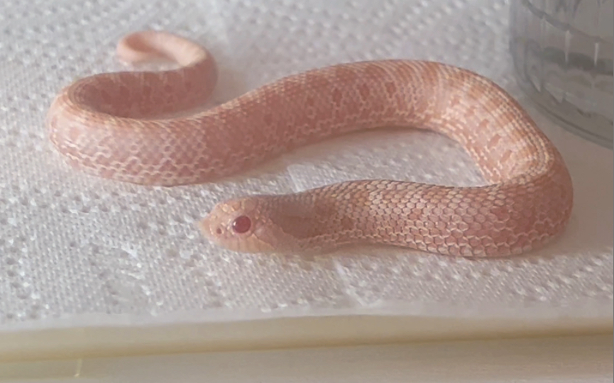 【猪鼻蛇】这么梦幻的渐变粉,一定是男孩子吧?