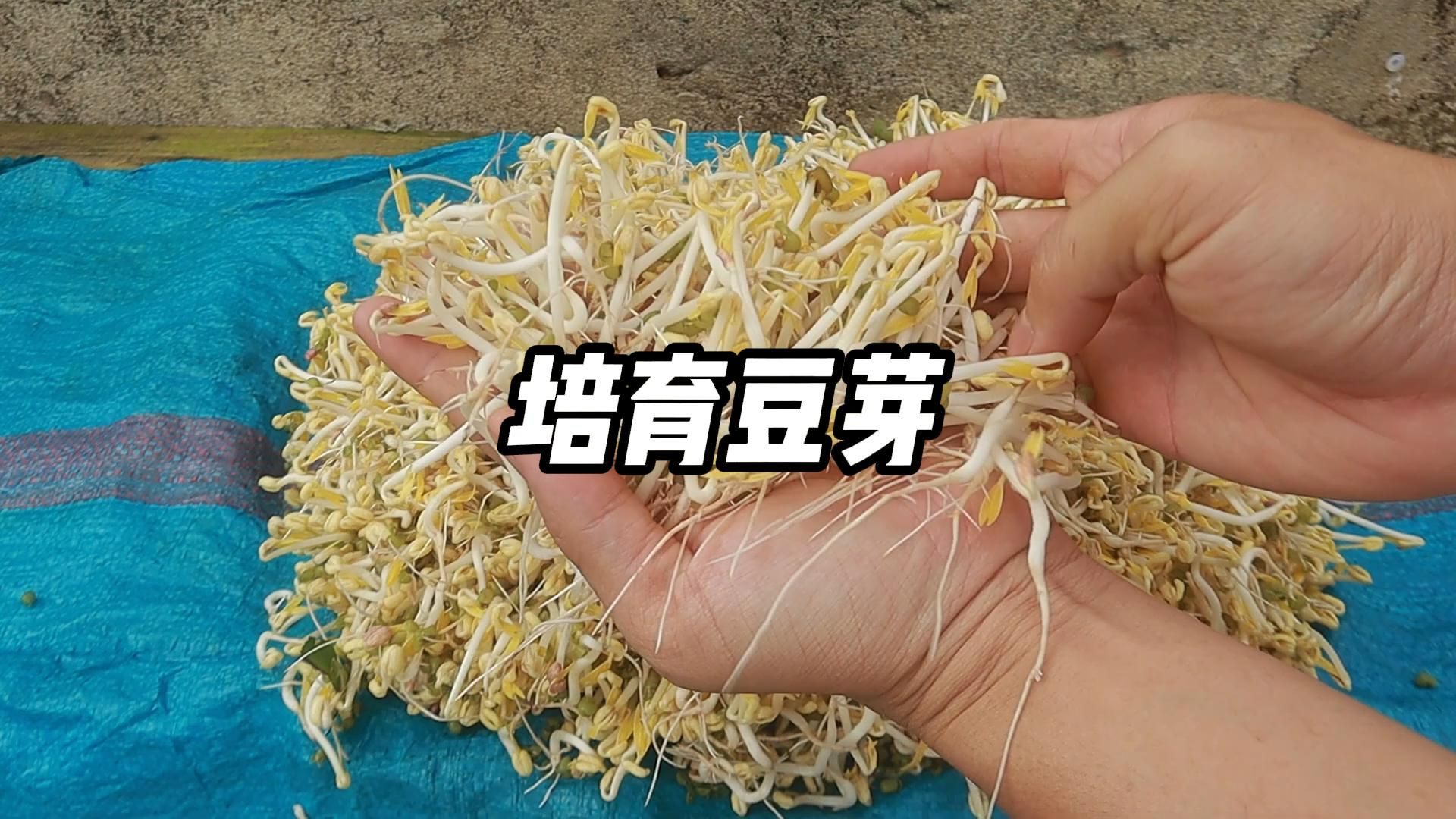 教你在家培育豆芽,方法简简单单哔哩哔哩bilibili