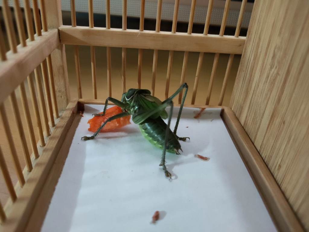 短命的无名绿蝈蝈