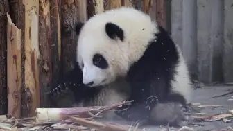 Скачать видео: 【大熊猫和花】花花正在回味竹笋的味道，就被拎走了