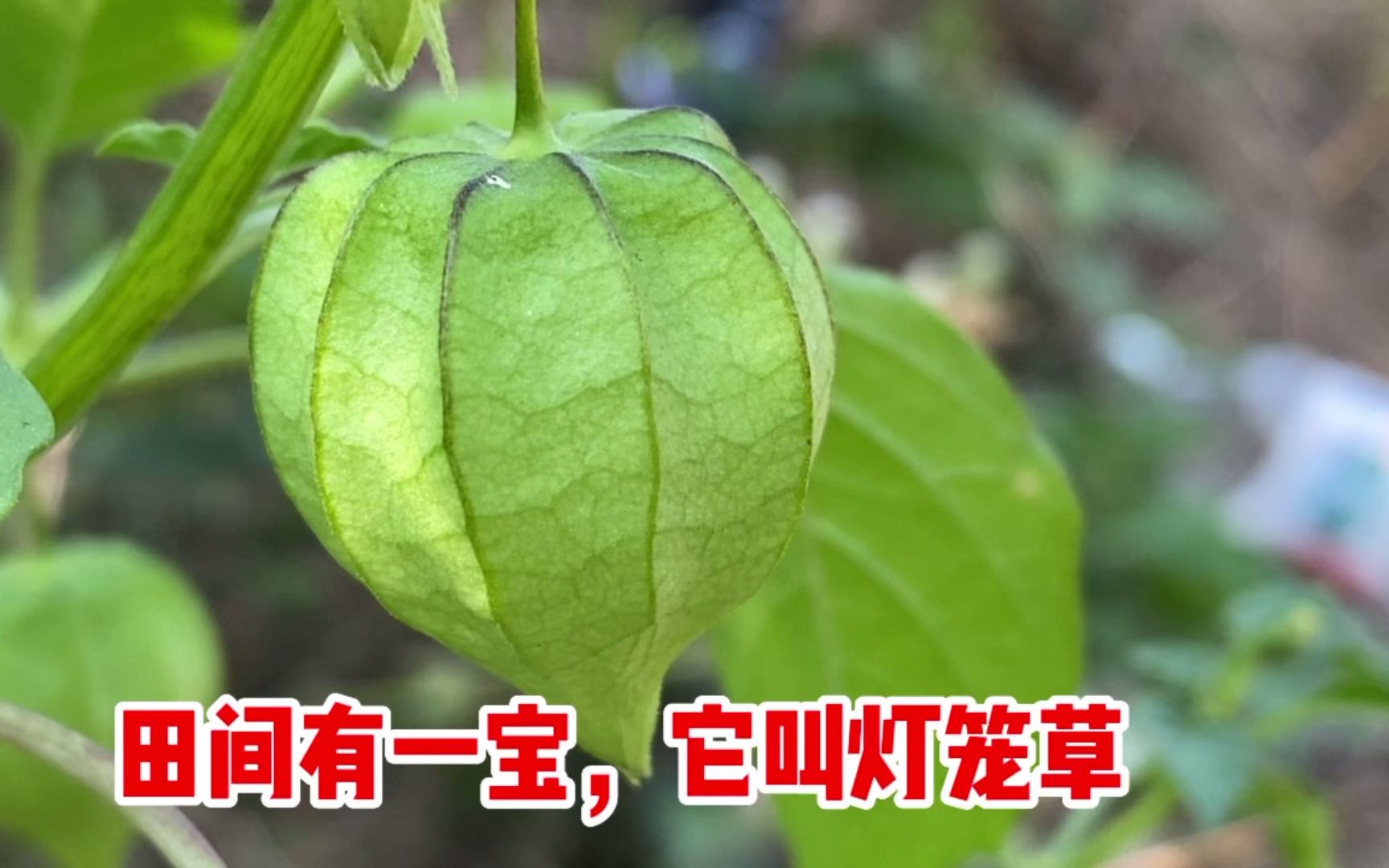 灯笼草图片 药用价值图片