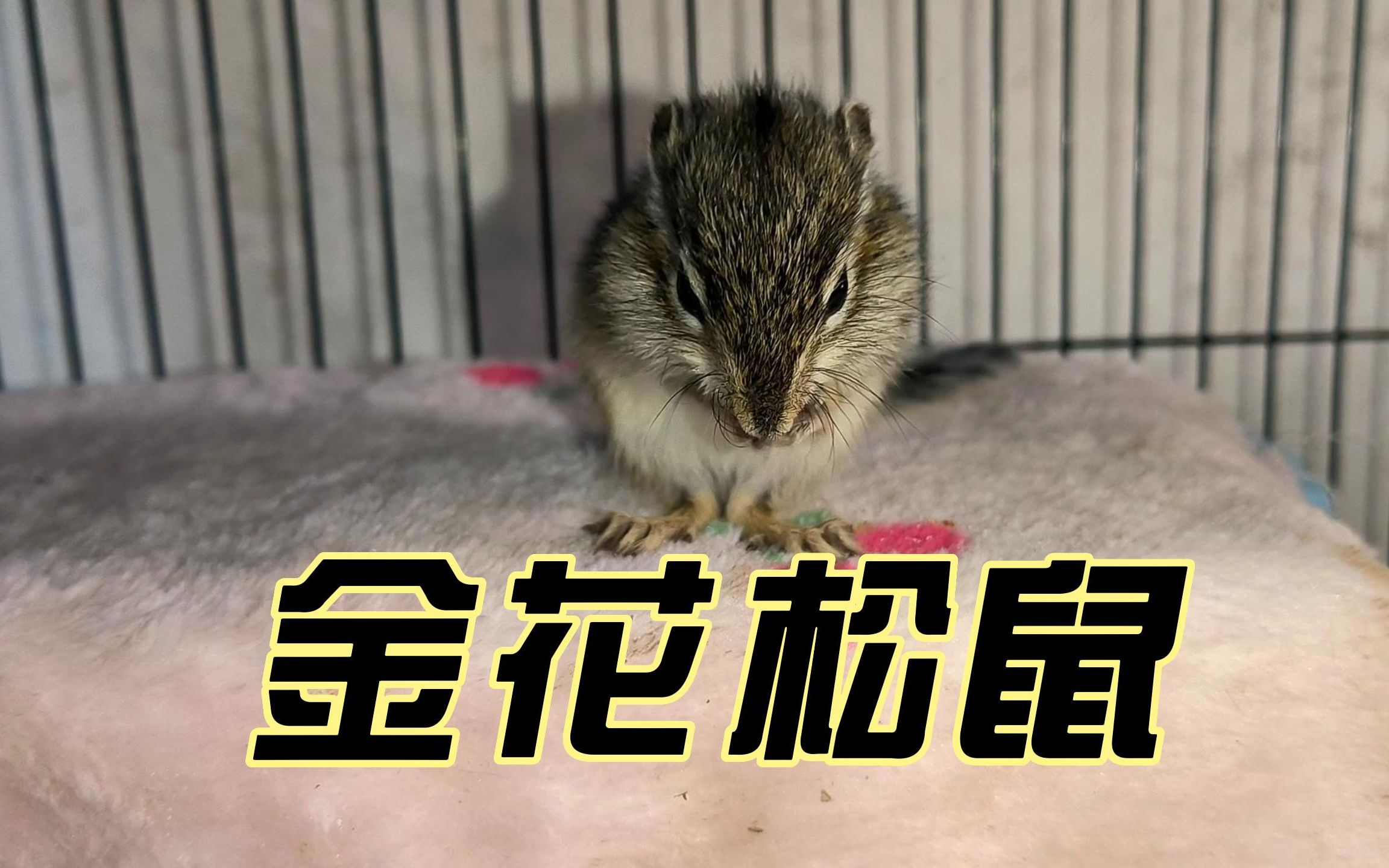 粉丝要求的松鼠到了,一只金花松鼠幼崽,才刚满月没多久