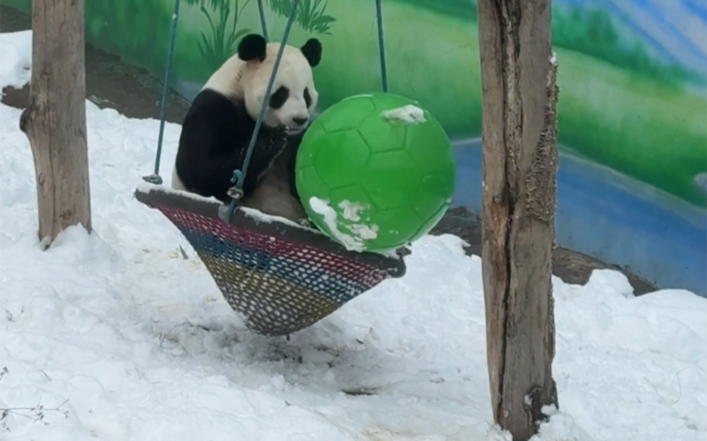 大熊貓邁邁 #河南大熊貓 @欒川竹海野生動物園 @河南省文化和旅遊廳