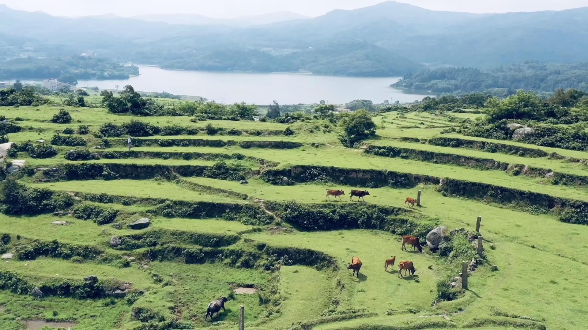 [图]《南岭大姆山草地》 所有关于夏天的文案，都抵不过这满地的绿色。