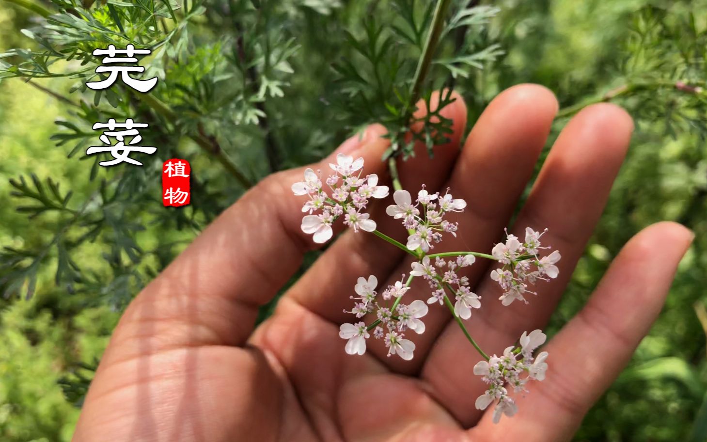 “芫荽”别名叫香菜,农民种来当菜吃,可知它还是一种很好药材?哔哩哔哩bilibili