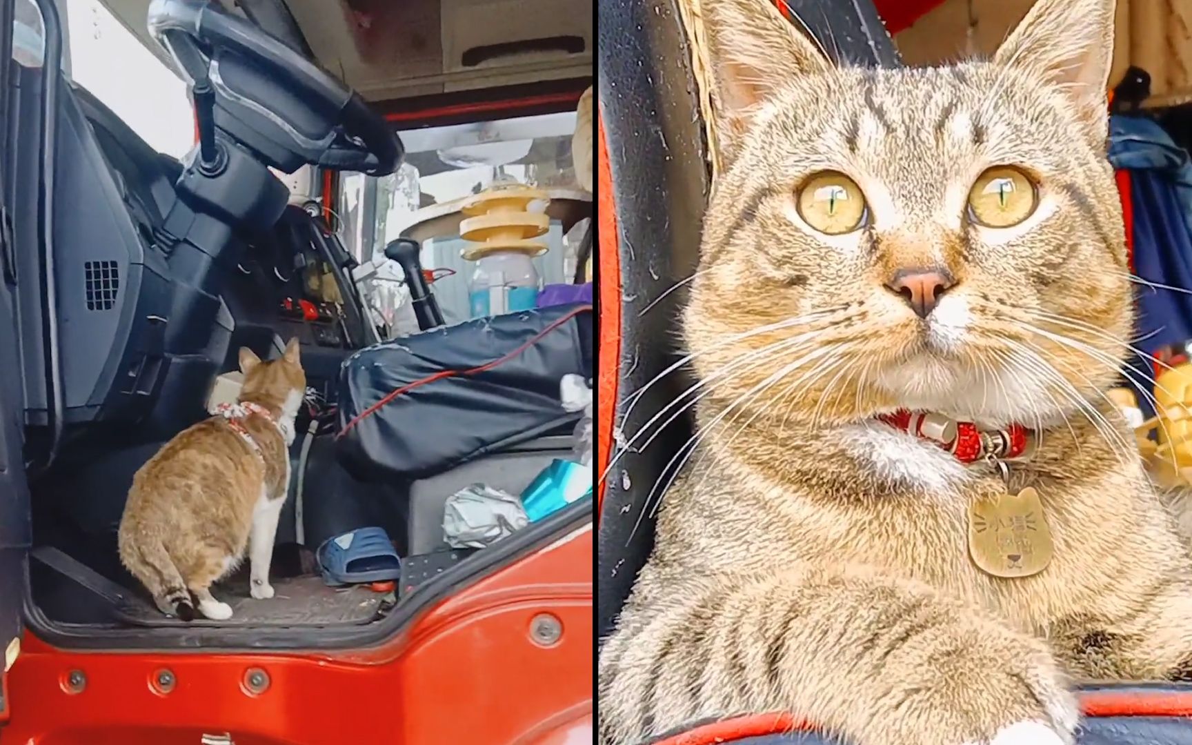 卡车司机收养3只流浪猫,1人3猫成"最佳拍档",相伴走南闯北