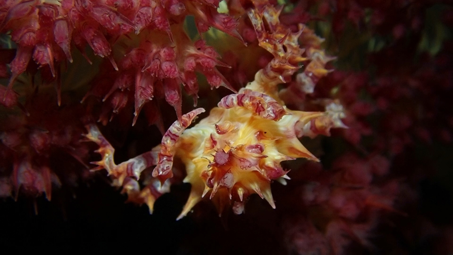 小拇指指甲盖大小的软珊瑚蟹