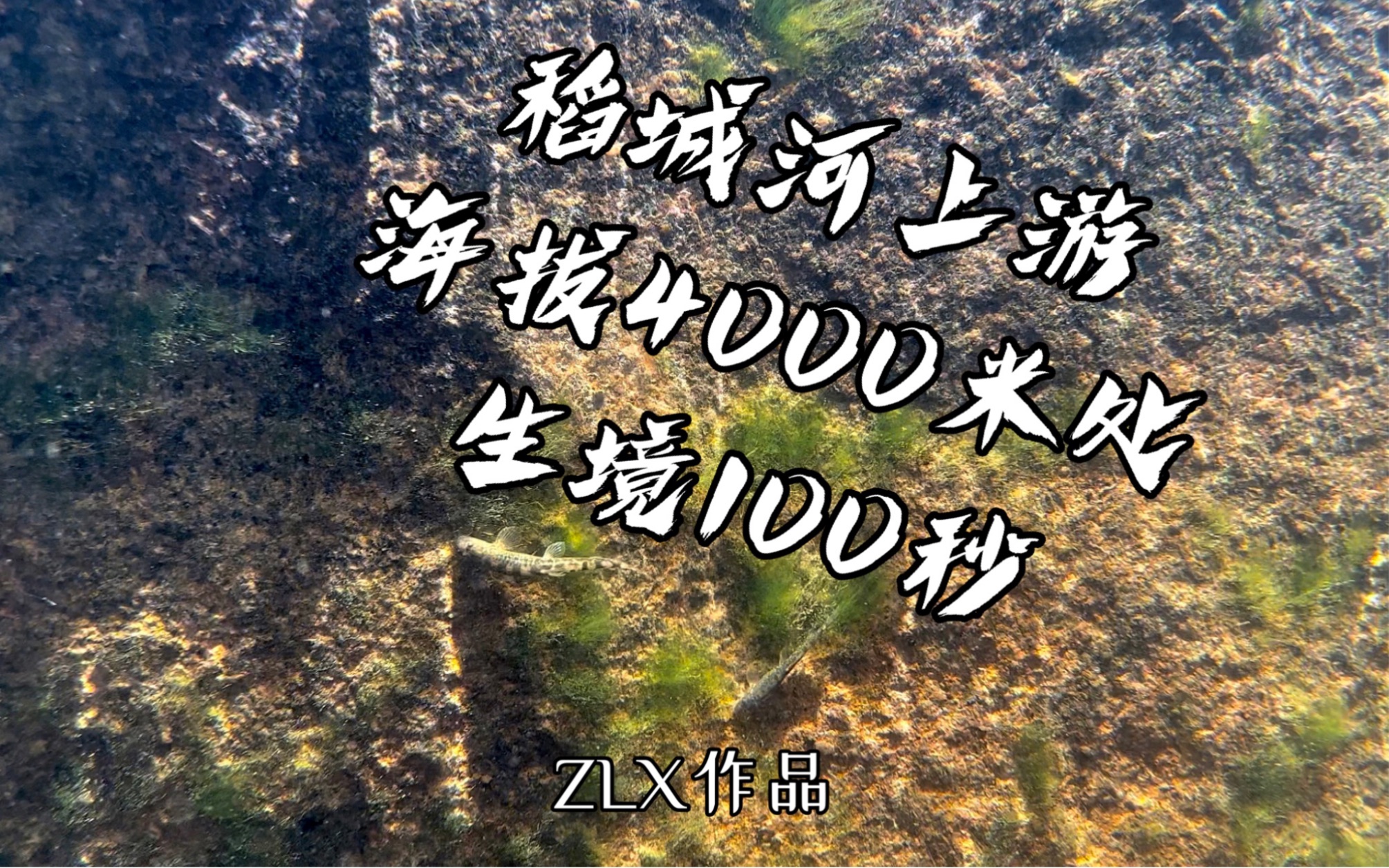 水下生境100秒|甘孜稻城河上游海拔4000米处 3 在甘孜稻城县海拔4000米处,有一处属于水生动物的“香巴拉” 哔哩哔哩bilibili