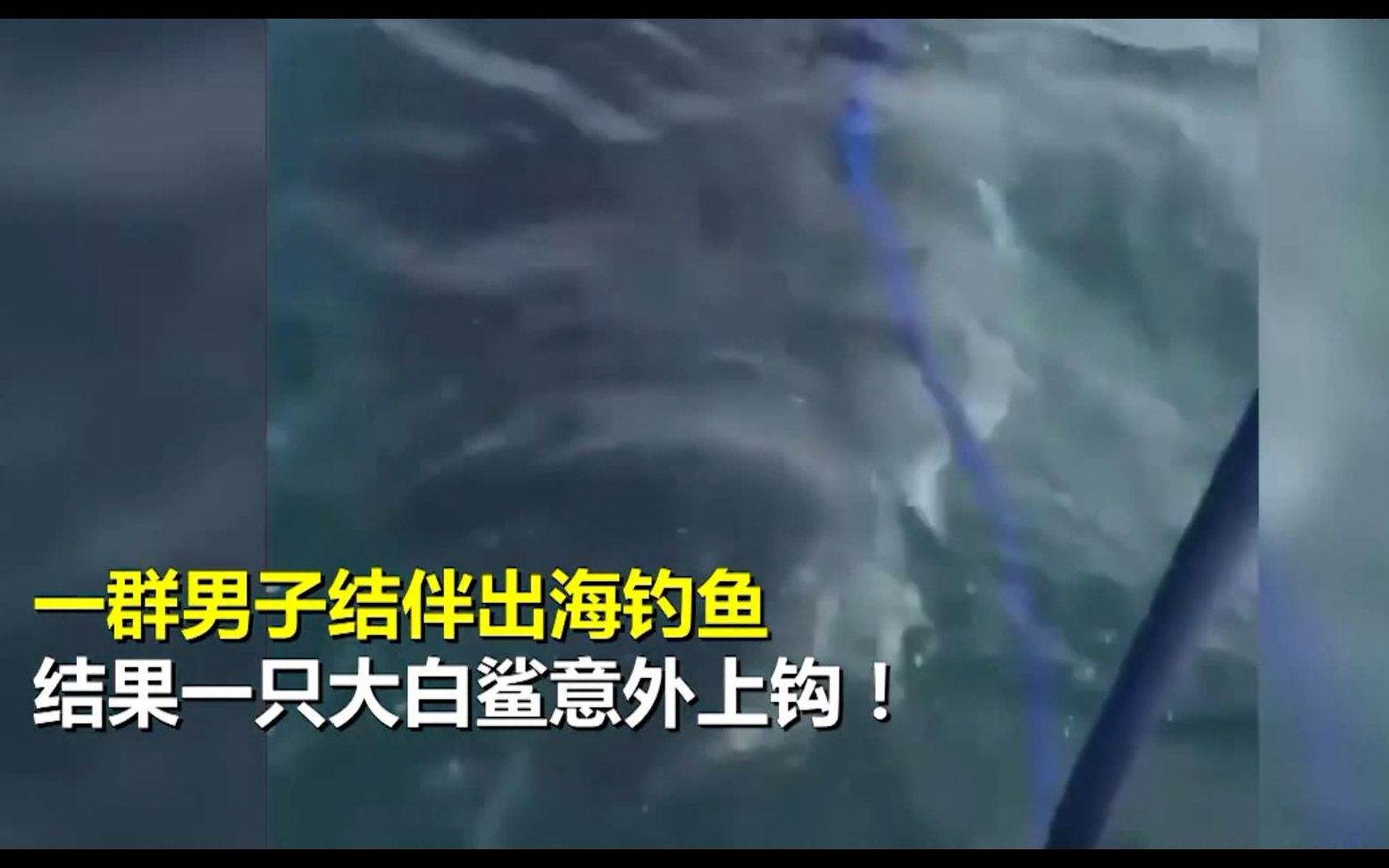 海钓钓上来900公斤大白鲨,大白鲨:我瞅瞅船上有什么小点心哔哩哔哩bilibili