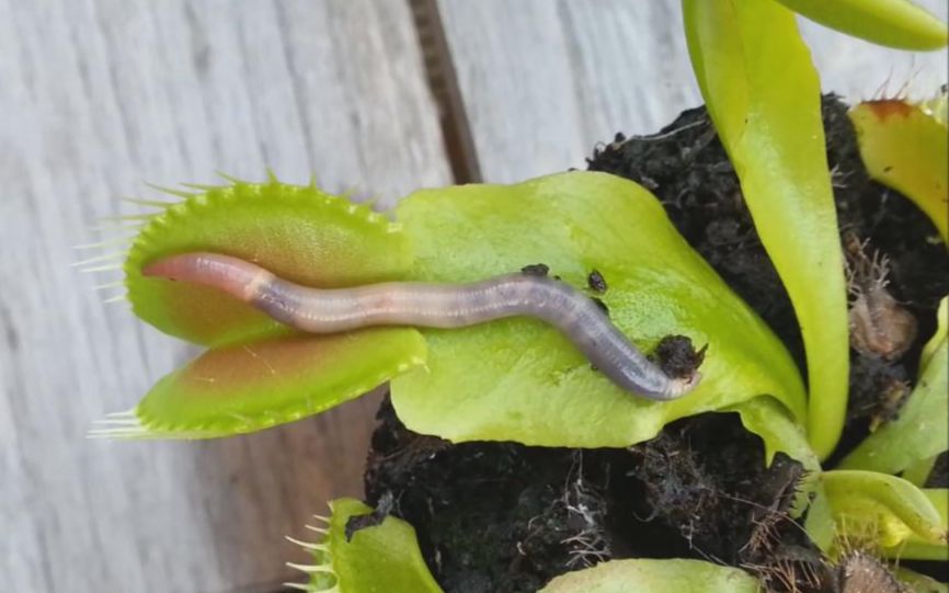 食人花是如何干掉虫子的?