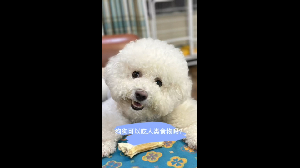 狗狗可以吃人类的食物吗?哪些能吃,哪些不能吃?哔哩哔哩bilibili