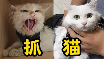 两个老奶奶喂了30年流浪猫