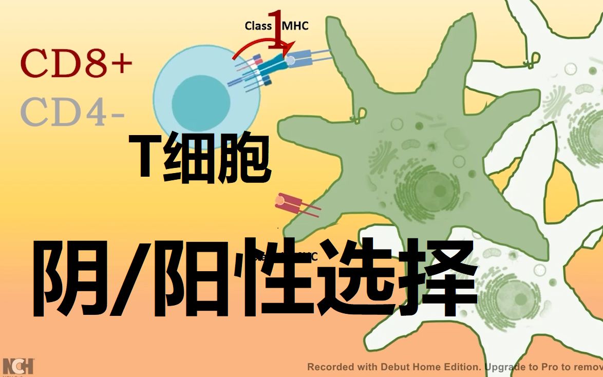 [图]【免疫三分钟】T细胞 阳性选择和阴性选择：免疫细胞如何精准打击入侵者？CD4/CD8与T细胞发育有什么关联？