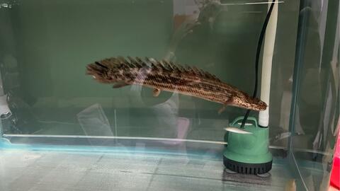 最大型种 黄金恐龙王鱼 尼罗河恐龙王进食 哔哩哔哩 Bilibili