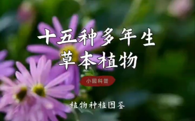 十五种多年生草本植物,你了解几种?哔哩哔哩bilibili