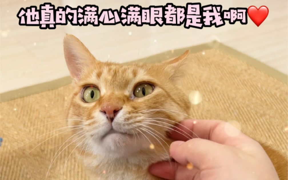 [图]咱就是说又是被小猫咪整破防的一天！真报恩猫…