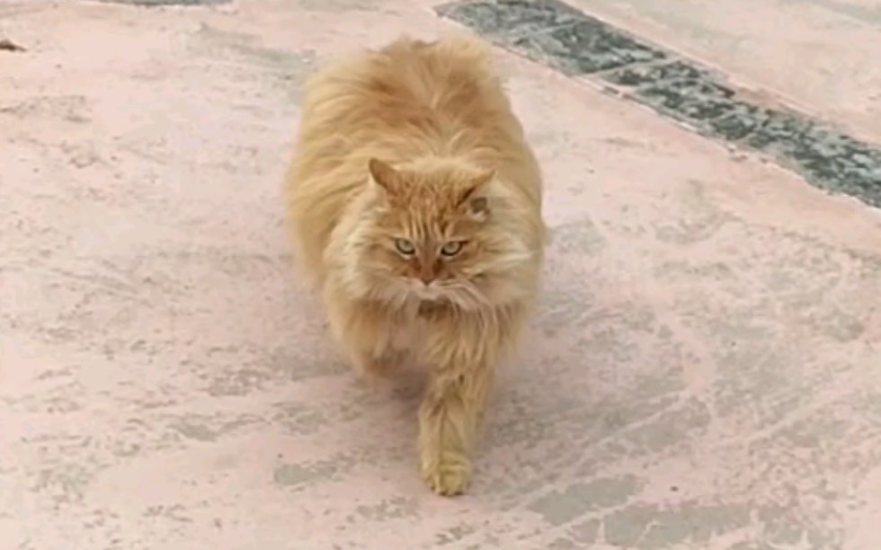 山东狮子橘猫~不管我在哪,只要你喊我,我就会麻溜的奔向你,虽然偶尔会