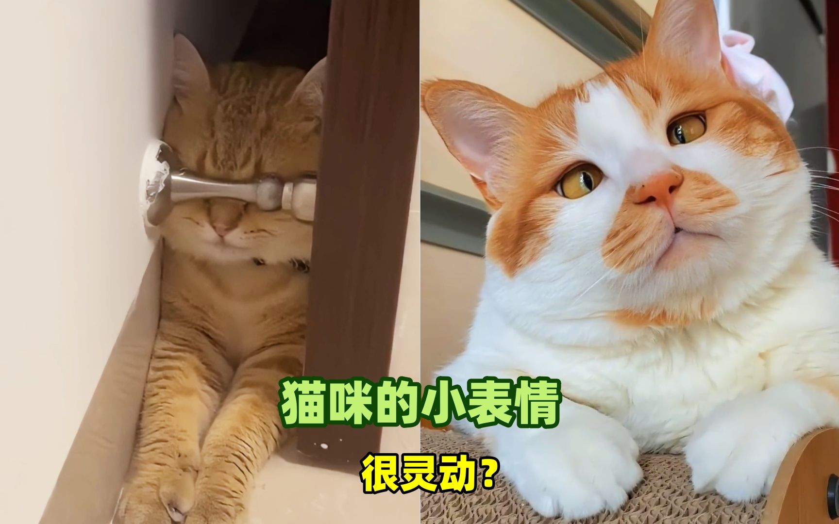 宠物解说:猫咪的小表情很灵动?哔哩哔哩bilibili