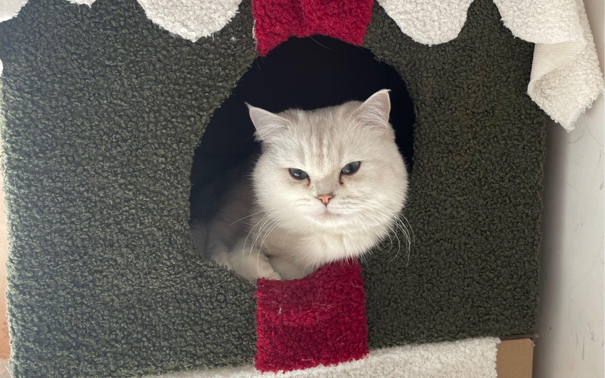 你怎么睡在我的床上!蠢喵!